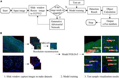 Fast identification and quantification of c-Fos protein using you-only-look-once-v5